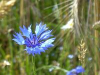 61 kornblume